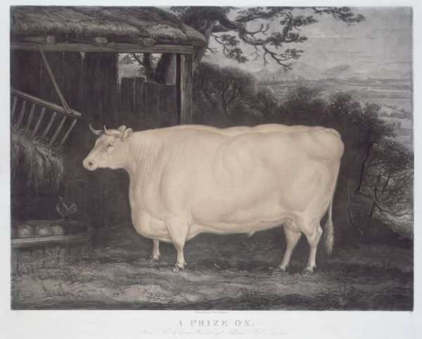 A Prize Ox, engraved by John Thompson, Smeaton, Yorks, 1831 by Romanticism