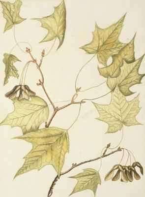Sugar Maple with ripe seeds by Romanticism