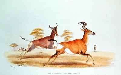 The Sassaybe and the Hartebeest by Romanticism