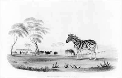 Equus burchelli or Burchells Zebra by Romanticism