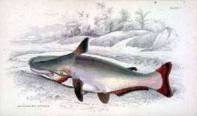 Plate 9 Hypothalmus Davalla by Romanticism