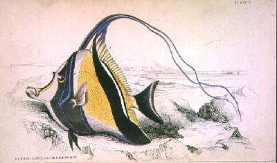 Plate 9 Horned Zanchus or Chaetodon by Romanticism