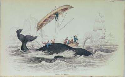 Greenland Whale by Romanticism