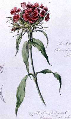 Sweet William by Romanticism