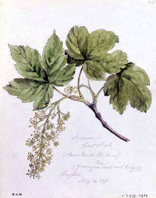 Sycamore or Great Maple 2 by Romanticism
