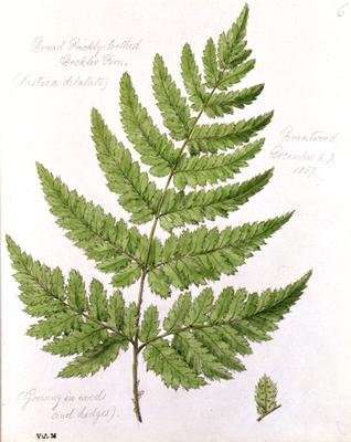 Broad Prickly-toothed Buckler Fern by Romanticism
