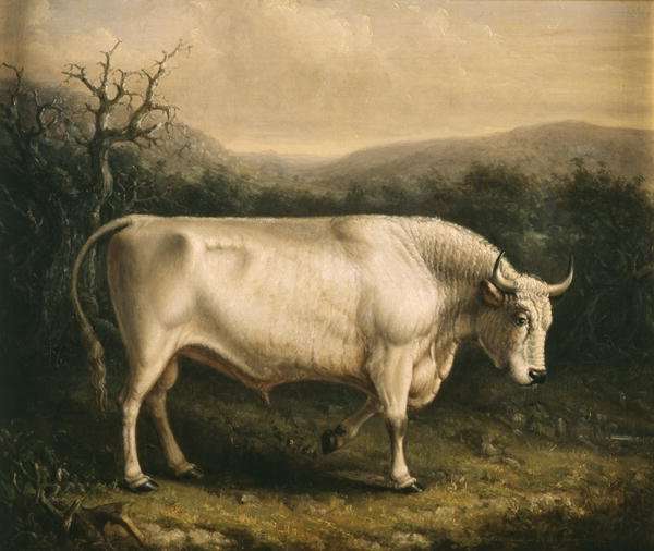 Chillingham Bull, c.1830 by Romanticism