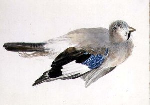 Woodcock, from The Farnley Book of Birds, c.1816