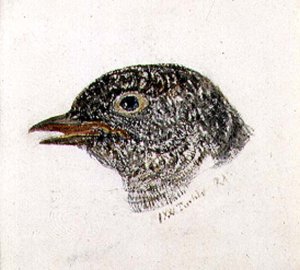 Woodcock, from The Farnley Book of Birds, c.1816