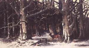 Deer in the Forest