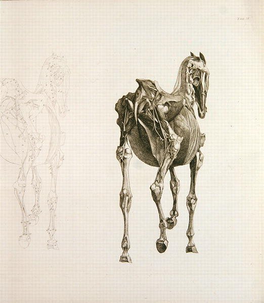 Tab. XV, from The Anatomy of the Horse..., 1766