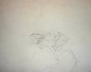 Dorking Hen Body, Lateral View, from A Comparative Anatomical Exposition of the Structure of the Human Body with that of a Tiger and a Common Fowl, 1795-1806