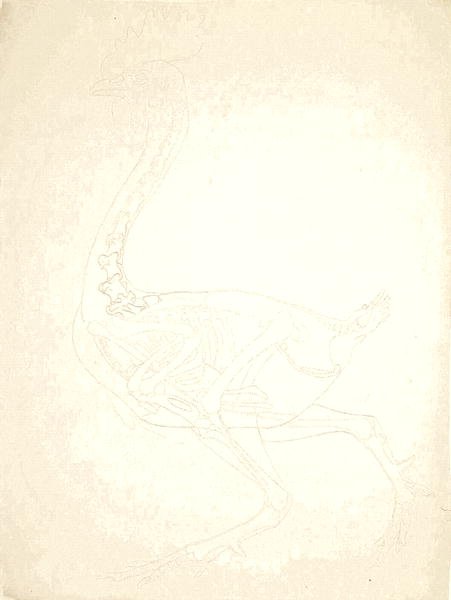 Study of a Fowl, Lateral View, from A Comparative Anatomical Exposition of the Structure of the Human Body with that of a Tiger and a Common Fowl, 1795-1806 7