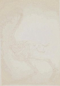 Study of a Fowl, Lateral View, from A Comparative Anatomical Exposition of the Structure of the Human Body with that of a Tiger and a Common Fowl, 1795-1806 10