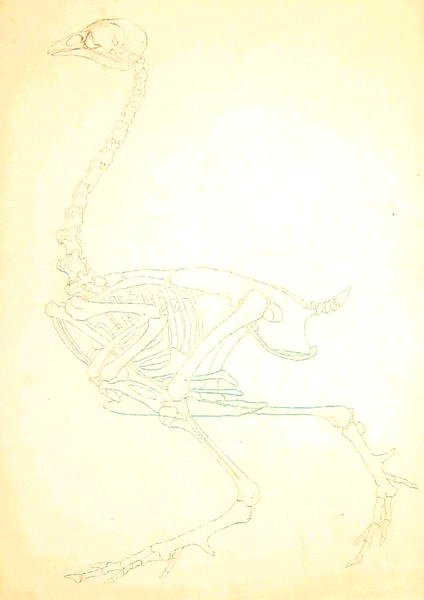 Study of a Fowl, Lateral View, from A Comparative Anatomical Exposition of the Structure of the Human Body with that of a Tiger and a Common Fowl, 1795-1806 13