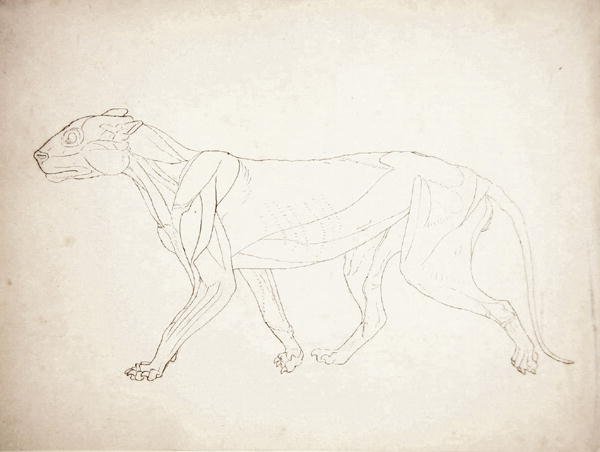 Study of a Tiger, Lateral View, from A Comparative Anatomical Exposition of the Structure of the Human Body with that of a Tiger and a Common Fowl, 1795-1806 9