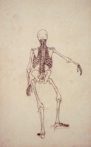 Study of the Human Figure, Anterior View, from A Comparative Anatomical Exposition of the Structure of the Human Body with that of a Tiger and a Common Fowl, 1795-1806