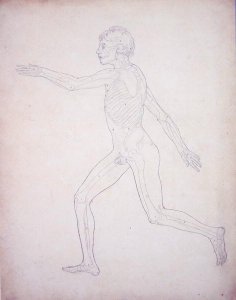 Study of the Human Figure, Anterior View, from A Comparative Anatomical Exposition of the Structure of the Human Body with that of a Tiger and a Common Fowl, 1795-1806