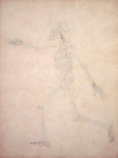 Study of the Human Figure, Lateral View, from A Comparative Anatomical Exposition of the Structure of the Human Body with that of a Tiger and a Common Fowl, 1795-1806 8