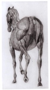 Fifth Anatomical Table, from The Anatomy of the Horse 3