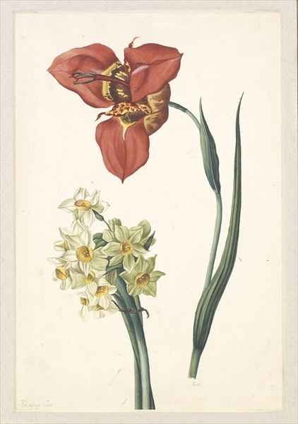 A tiger lily and narcissus