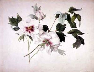 The Albert  Second Stage 1000 yards Bisley Camp