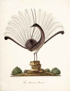 The mountain pheasant (lyrebird)