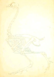 Study of a Fowl, Lateral View, from A Comparative Anatomical Exposition of the Structure of the Human Body with that of a Tiger and a Common Fowl, 1795-1806 13
