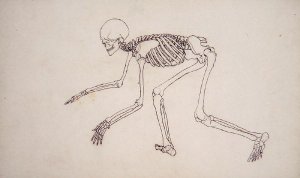 Study of the Human Figure, Lateral View, from A Comparative Anatomical Exposition of the Structure of the Human Body with that of a Tiger and a Common Fowl, 1795-1806 2