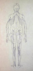 Study of the Human Figure, Posterior View, from A Comparative Anatomical Exposition of the Structure of the Human Body with that of a Tiger and a Common Fowl, c.1795-1806 5