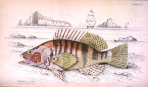 Plate 17 Serbanus Scriba